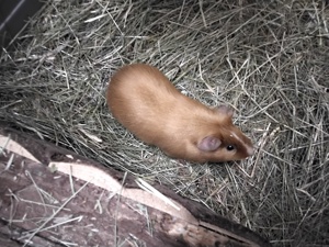 Meerschweinchen Böckchen 