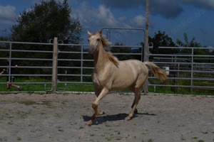 Lusitano Jährling in Sonderfarbe