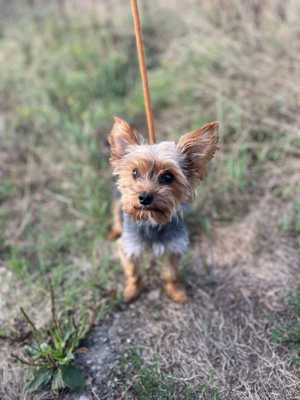 Hübscher Yorkshire Terrier Mischling Siri *reserviert*