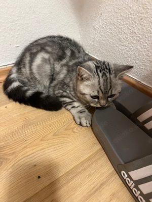 Bkh tabby Katzchen Kater jung 