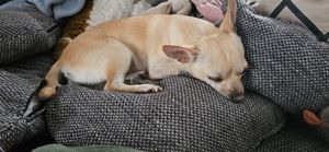 Chihuahua Mädchen abzugeben 