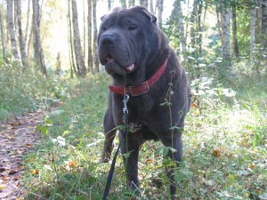 Shar Pei Blau Rüde mit Ahnentafel.