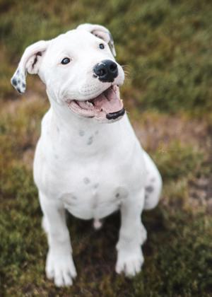 American Bully XL 