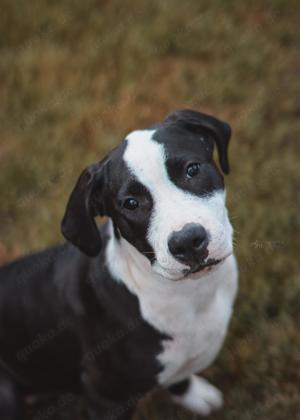 American Bully XL 