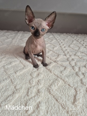 Canadian Sphynx Kitten