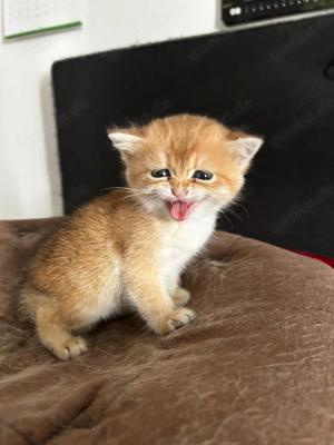 Britisch Kurzhaar Kitten 