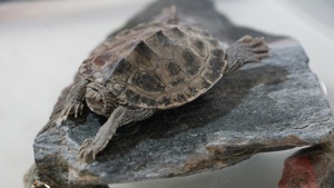 wasserschildkroten