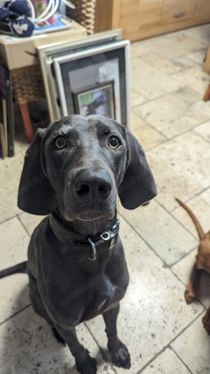 Weimaraner Hündin 