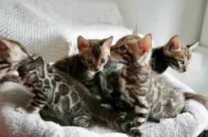 Reinrassige Bengalkitten mit  Stammbaum