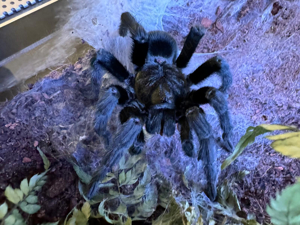 Grammostola Pulchra 1.0