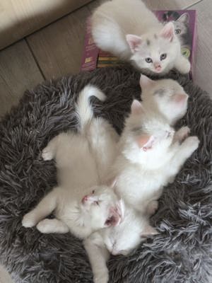 Maine Coon - BKH - Mix Babys weiß - abgabebereit