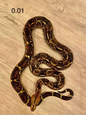 Boa constrictor imperator Abzugeben  Bild 3