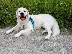 Heller Golden Retriever Deckrüde mit Ahnentafel 