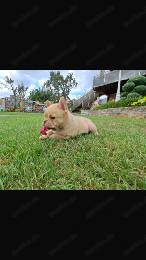 Französische Bulldogge - Husky Welpen