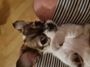 welpen chihuahua 