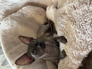 Canadian Sphynx Kater mit Stambaum