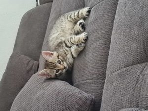 Maine Coon Mix Kitten