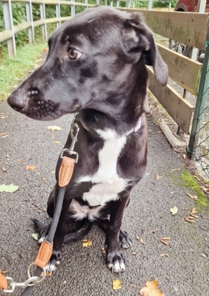 Hündin Border Collie Mix