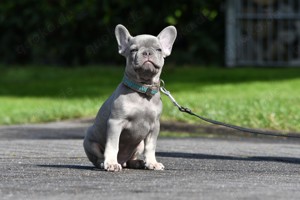 Französische Bulldoggen Welpen in Lilac,Solid,Blue Merle, Blue Tan 