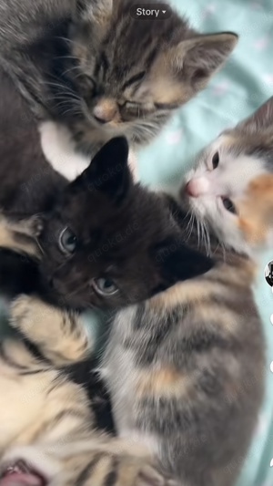 Baby Kätzchen zum abgeben 