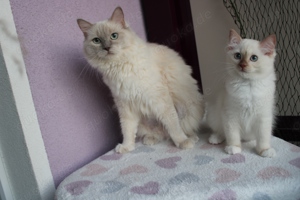 Hübsche Ragdoll Katzen mit Stammbaum 