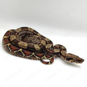 0.1 Boa Constrictor Imperator 