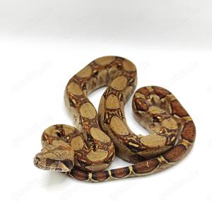 1.0 Boa Constrictor Imperator 