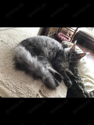 Wunderschöner XXL Maine Coon  Kater mit Zuchtfreigabe aus Worldchampionlinie