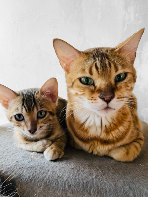 3 kleine Bengalkitten suchen ein schönes zu Hause