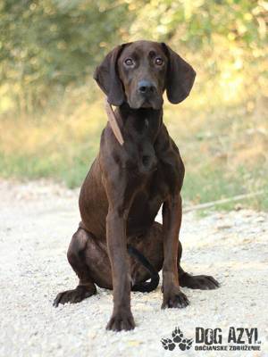 Hübscher Magyar Vizsla Mischling Briana *reserviert*