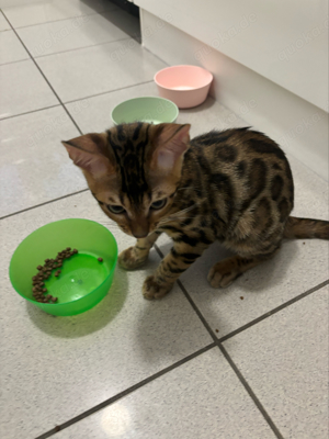 Reinrassige Bengal Kitten mit stammbaum zur verkaufen ab dem 06.09.2024