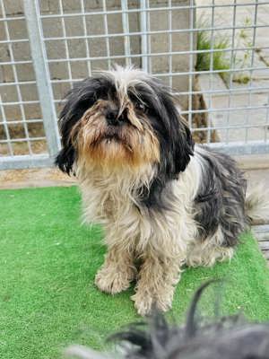 Hübscher Shih Tzu Mischling Malia