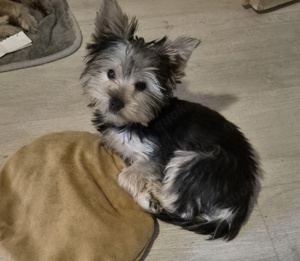 yorkshire terrier welpen 