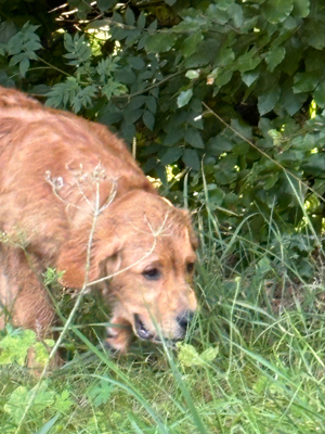 Golden Retriever Welpen