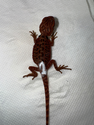 Farbbartagame Bartagame Extreme red het trans het hypo weibchen