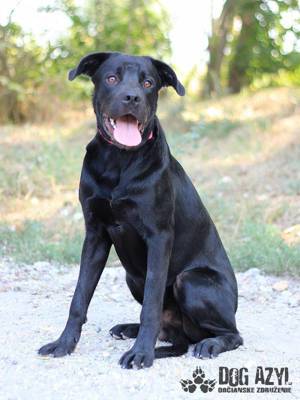 Hübscher Labrador Mischling Maverick