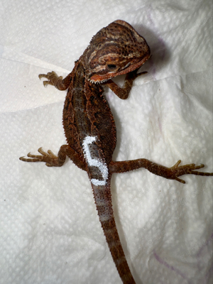 Farbbartagame Bartagame Extreme red het hypo weibchen 