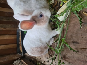 blauäugiges Hasenmädchen sucht Zuhause