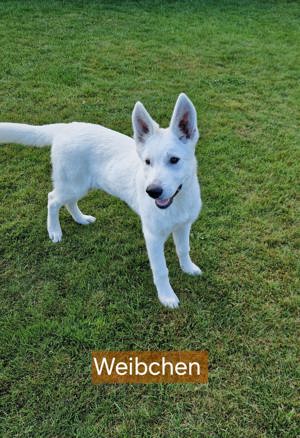 Schäferhund-Mix Welpen Abgabebereit 