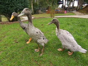 3 junge Laufenten 2 Enten 1 Erpel