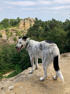 Border Collie Hündin 9 Monate Junghund