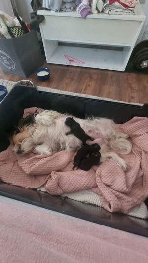 Süßes Hundebaby sucht noch seine Familie 