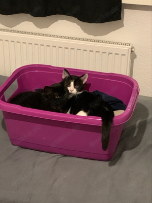 BKH mischling geschwister schwarz kater Schwaezweiss katze 4 monate zsm 200