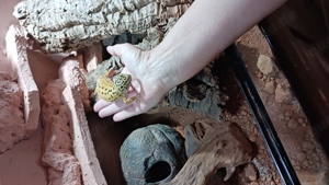 2 Leopardgecko Mädels