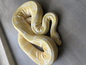 Königs Python Albino Weibchen 