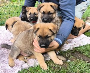 Deutscher Schäferhund Welpe 