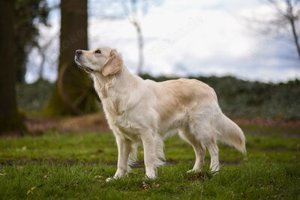 Wurfankündigung, weisse Golden Retriever Welpen