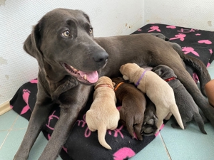 8 reinrassige Labradorwelpen 