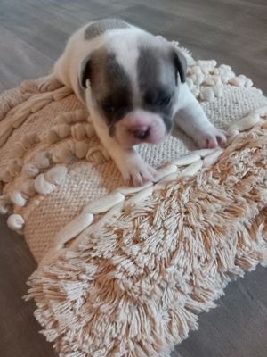 Verkaufe eine Französische Bulldogge sehr hübschen Rüden 