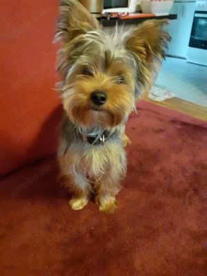 Yorkshire Terrier  - Rüde-zu verkaufen.